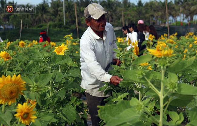 Vườn hoa hướng dương bị mất mùa, bạn trẻ Đà Nẵng kéo đến chụp ảnh và quyên góp cho chủ vườn - Ảnh 15.