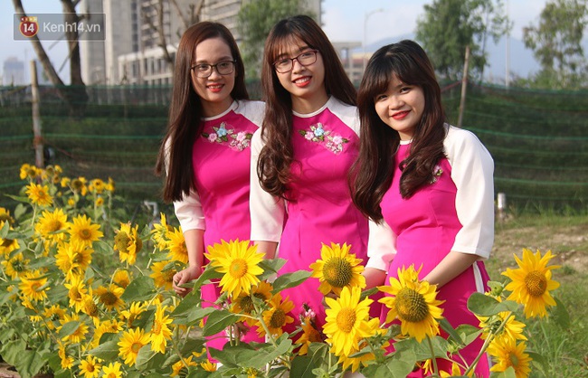 Vườn hoa hướng dương bị mất m&ugrave;a, bạn trẻ Đ&agrave; Nẵng k&eacute;o đến chụp ảnh v&agrave; quy&ecirc;n g&oacute;p cho chủ vườn - Ảnh 5.