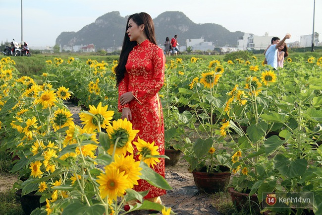Vườn hoa hướng dương bị mất m&ugrave;a, bạn trẻ Đ&agrave; Nẵng k&eacute;o đến chụp ảnh v&agrave; quy&ecirc;n g&oacute;p cho chủ vườn - Ảnh 10.