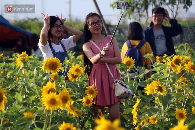Vườn hoa hướng dương bị mất mùa, bạn trẻ Đà Nẵng kéo đến chụp ảnh và quyên góp cho chủ vườn - Ảnh 12.