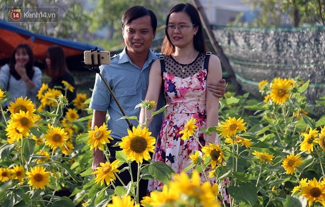 Vườn hoa hướng dương bị mất m&ugrave;a, bạn trẻ Đ&agrave; Nẵng k&eacute;o đến chụp ảnh v&agrave; quy&ecirc;n g&oacute;p cho chủ vườn - Ảnh 18.