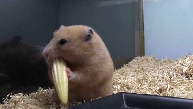 Chuột Hamster tại Pháp đang biến thành những sát thủ máu lạnh vì một loại thực vật cực kỳ phổ biến - Ảnh 2.