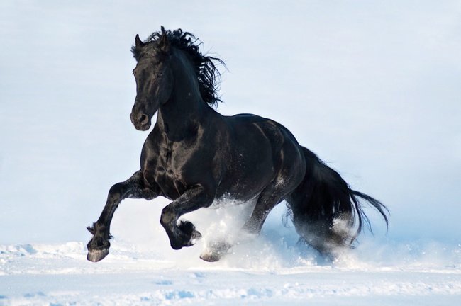 15 giống ngựa tuyệt đẹp xứng danh với ngôi vị nam vương của thế giới tự nhiên - Ảnh 1.