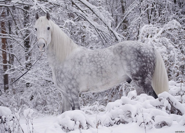 15 giống ngựa tuyệt đẹp xứng danh với ngôi vị nam vương của thế giới tự nhiên - Ảnh 13.