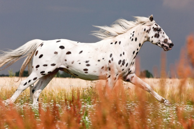 15 giống ngựa tuyệt đẹp xứng danh với ngôi vị nam vương của thế giới tự nhiên - Ảnh 19.