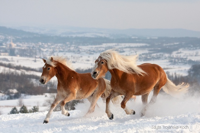 15 giống ngựa tuyệt đẹp xứng danh với ngôi vị nam vương của thế giới tự nhiên - Ảnh 9.