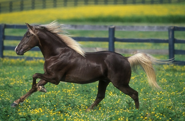15 giống ngựa tuyệt đẹp xứng danh với ngôi vị nam vương của thế giới tự nhiên - Ảnh 11.