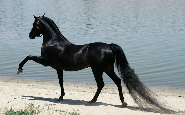 15 giống ngựa tuyệt đẹp xứng danh với ngôi vị nam vương của thế giới tự nhiên - Ảnh 27.