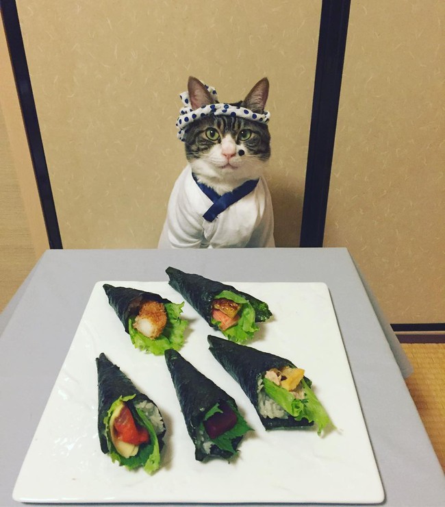Đại sứ mèo cute đi truyền bá văn hóa Nhật Bản - Ảnh 23.