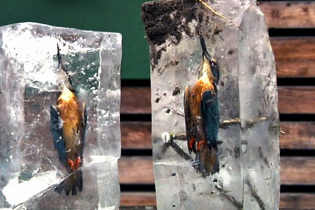 Tưởng đâu tìm được thức ăn, ai dè con chim bói cá chết cứng ngắc khi lao xuống hồ nước đóng băng - Ảnh 1.