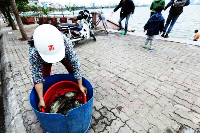 Một nh&agrave; k&eacute;o th&ugrave;ng lớn, thả cả chục c&acirc;n c&aacute; ch&eacute;p tiễn &ocirc;ng T&aacute;o - Ảnh 2.