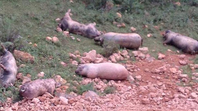  Lào Cai: Lợn chết vứt ngổn ngang ven đường - Ảnh 1.