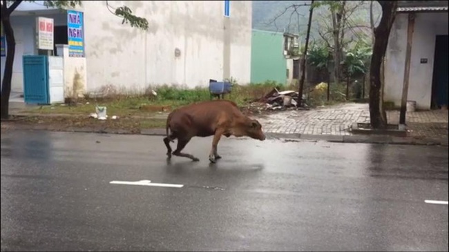 B&ograve; mẹ đ&aacute;ng thương đang mang thai bị &ocirc; t&ocirc; t&ocirc;ng tr&uacute;ng, g&atilde;y 2 ch&acirc;n sau - Ảnh 3.