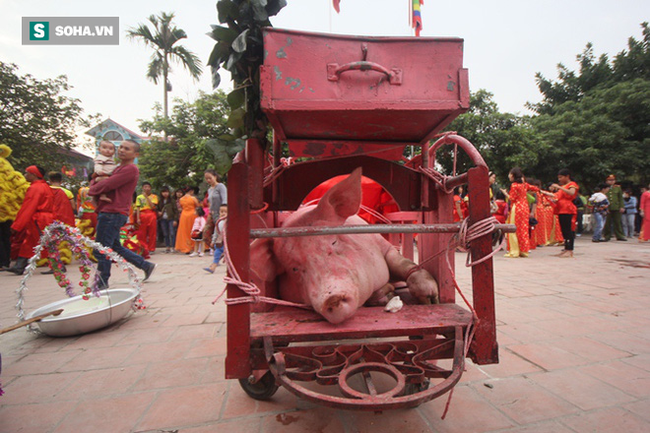 Hội chém lợn gây tranh cãi ở Bắc Ninh năm nay chỉ còn là cứa lợn - Ảnh 2.