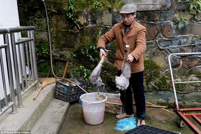 Chủ vườn th&uacute; bị chỉ tr&iacute;ch v&igrave; cho c&aacute;c lo&agrave;i động vật ăn thịt nhau - Ảnh 1.
