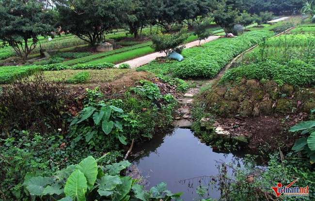 Hà Nội: Tưới rau sống bằng nước thải đen ngòm - Ảnh 6.