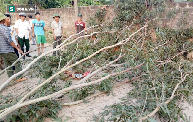 CA đưa người chặt cây bạch đàn đè trúng 3 nữ sinh khỏi địa phương, tránh người nhà bức xúc - Ảnh 1.