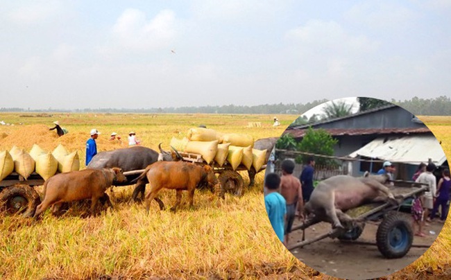 Cả người và trâu bị sét đánh chết ngoài đồng trong cơn mưa đầu mùa - Ảnh 1.