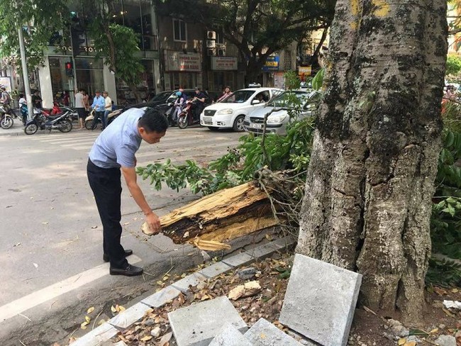 C&acirc;y xanh g&atilde;y đổ ở H&agrave; Nội, h&agrave;ng chục người chờ đ&egrave;n đỏ tho&aacute;t nạn - Ảnh 2.