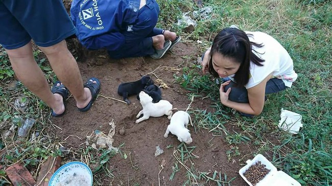 Nhóm bạn trẻ cứu sống kịp thời chó mẹ cùng đàn con mới sinh bị bỏ ...