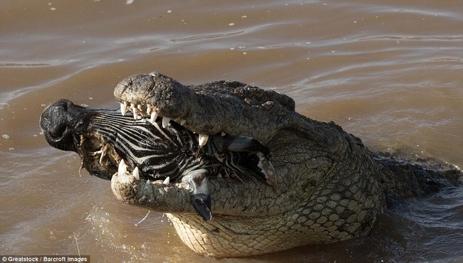 Nhìn bức ảnh cá sấu gặm đầu ngựa vằn là đủ hiểu, thế giới động vật cũng tàn khốc thế nào - Ảnh 8.