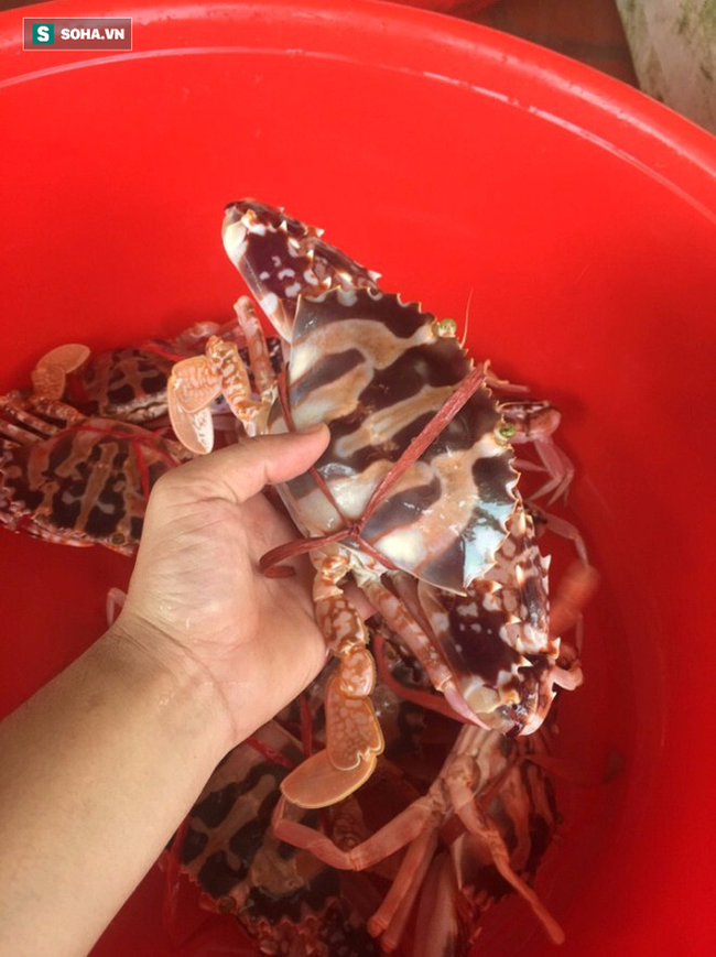 Nh&agrave; h&agrave;ng ở Sầm Sơn n&oacute;i về việc bị tố chặt ch&eacute;m gi&aacute; ghẹ 1 triệu đồng/kg - Ảnh 3.