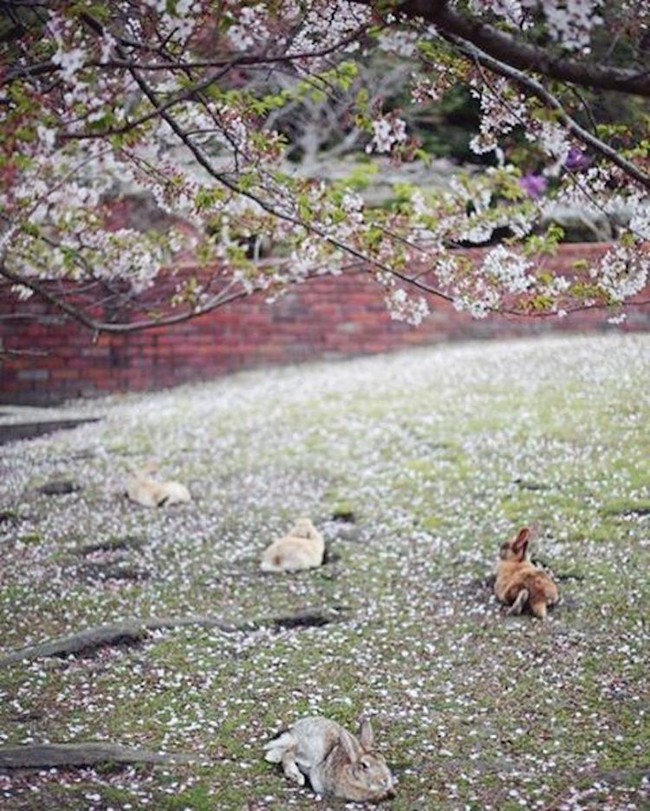 Có một thiên đường dành cho loài thỏ ở Nhật Bản - Ảnh 17.