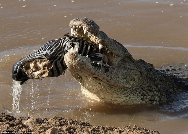 Nhìn bức ảnh cá sấu gặm đầu ngựa vằn là đủ hiểu, thế giới động vật cũng tàn khốc thế nào - Ảnh 6.