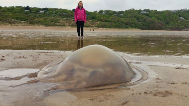 Phát hiện sứa khổng lồ dạt vào bờ biển nước Anh và nguyên nhân đằng sau đó - Ảnh 2.
