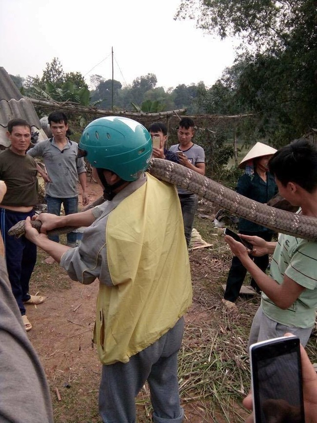 Phú Thọ: Người dân bắt sống rắn hổ mang chúa nặng 14kg bò ngoài đường - Ảnh 2.
