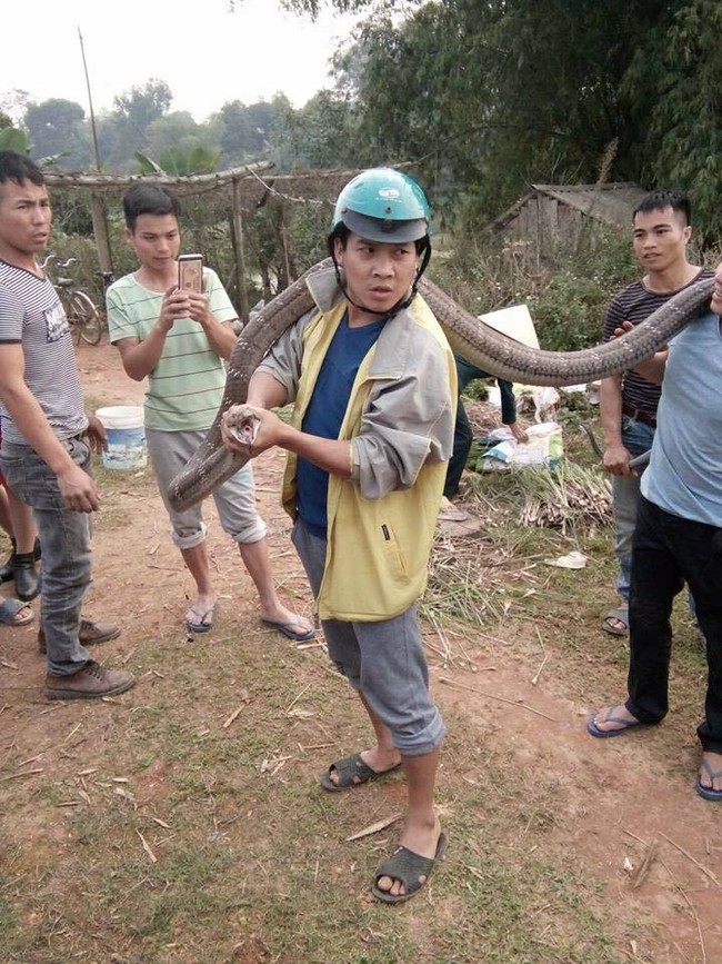 Phú Thọ: Người dân bắt sống rắn hổ mang chúa nặng 14kg bò ngoài đường - Ảnh 1.