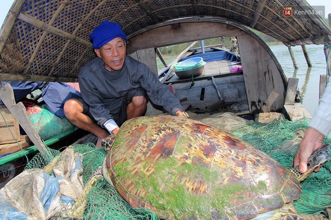 Người dân Hà Tĩnh bắt được con rùa vàng khủng nặng hơn 45kg - Ảnh 1.