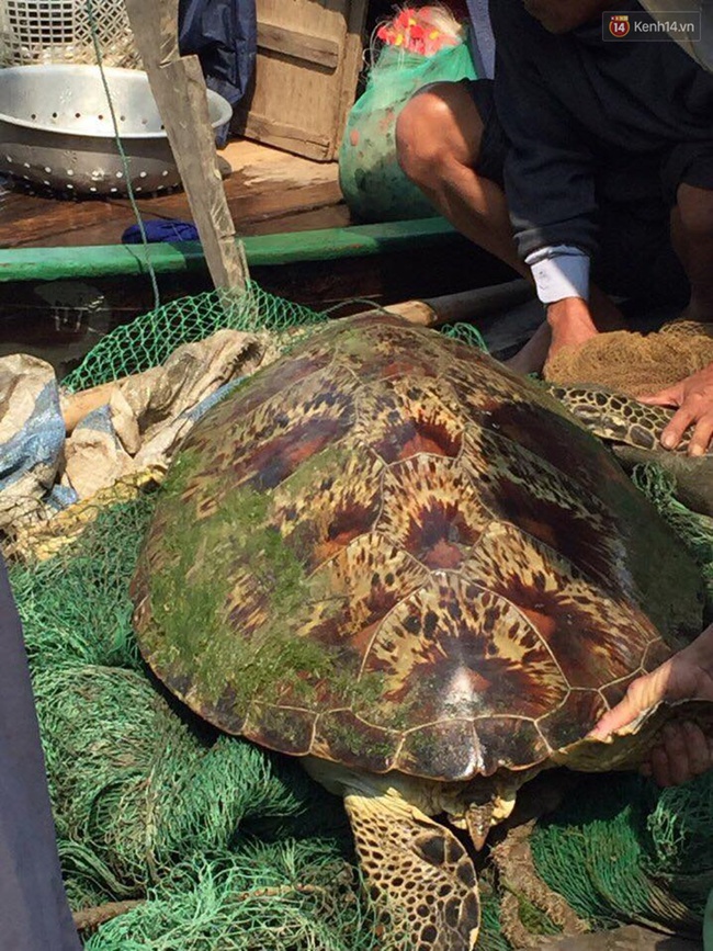 Người dân Hà Tĩnh bắt được con rùa vàng khủng nặng hơn 45kg - Ảnh 2.