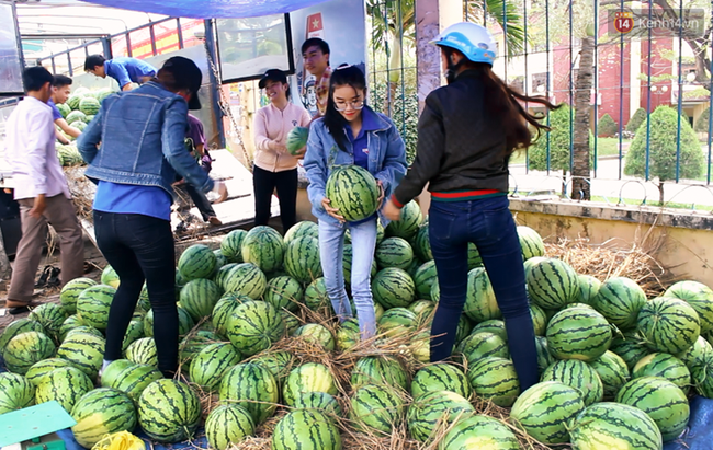 Nông dân Quảng Ngãi phải đem dưa hấu đổ cho bò ăn: Cần lắm sự chung tay giải cứu của cộng đồng - Ảnh 8.