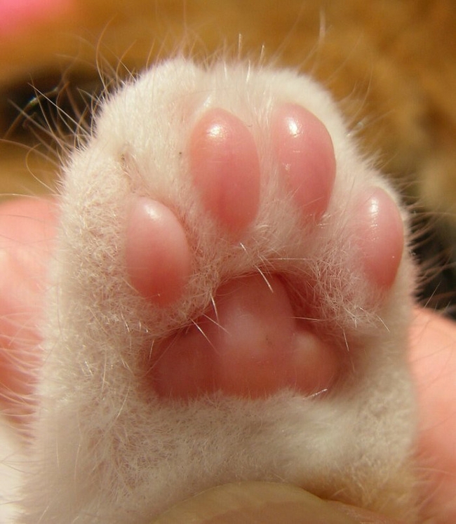 18 bức ảnh chân mèo mũm mĩm đáng yêu gần chết