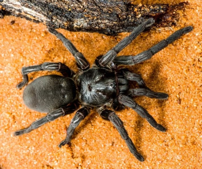 Bạn sẽ không muốn đến Úc đâu vì người ta mới phát hiện thêm 50 loại nhện mới ở đây - Ảnh 2.