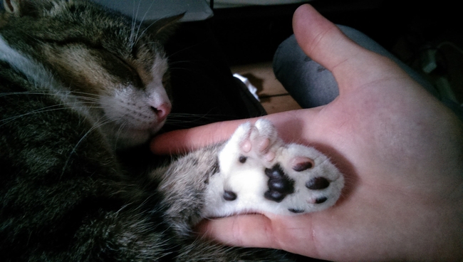18 bức ảnh ch&acirc;n m&egrave;o khiến bạn kh&ocirc;ng thể kh&ocirc;ng y&ecirc;u - Ảnh 9.
