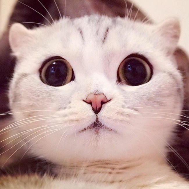Bấn loạn với chú mèo đáng yêu có đôi mắt long lanh như đeo lens - Ảnh 9.