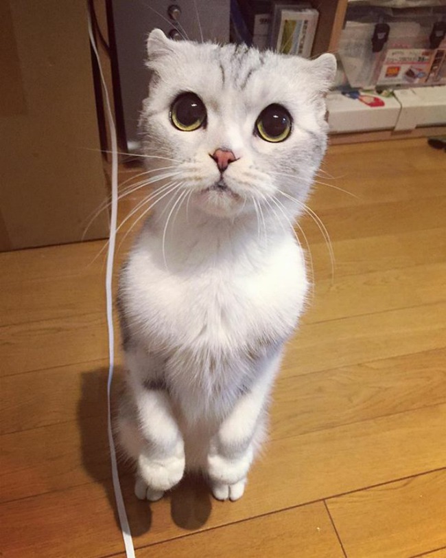 Bấn loạn với chú mèo đáng yêu có đôi mắt long lanh như đeo lens - Ảnh 13.