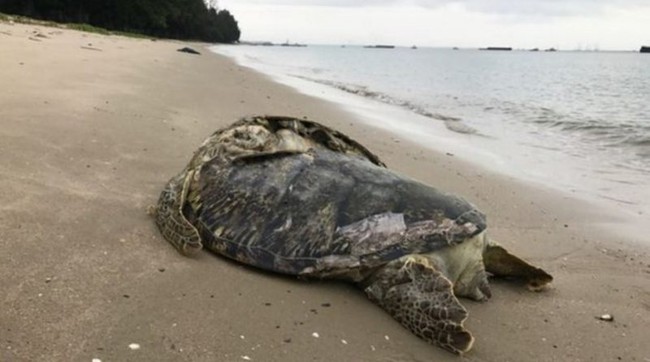 Hình ảnh rùa biển quý hiếm bị cứa làm đôi, nằm chết trên bãi biển Singapore khiến nhiều người xót xa - Ảnh 3.