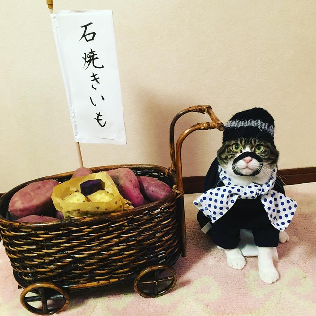 Đại sứ mèo cute đi truyền bá văn hóa Nhật Bản - Ảnh 35.
