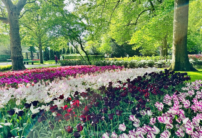 Người Việt lạc lối giữa cánh đồng hoa tulip như cổ tích ở Hà Lan- Ảnh 1.