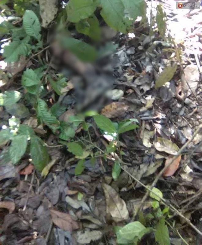 Nghệ An: Phát hiện thi thể nữ sinh lớp 7 đang phân hủy trong rừng - Ảnh 1.