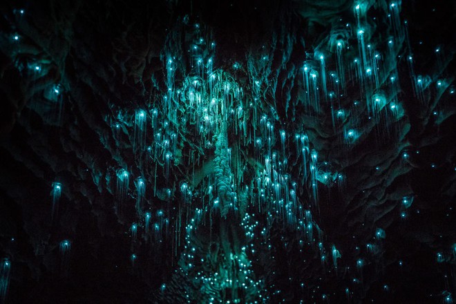 Có một hang đom đóm huyền ảo đẹp như cổ tích ở New Zealand - Ảnh 1.