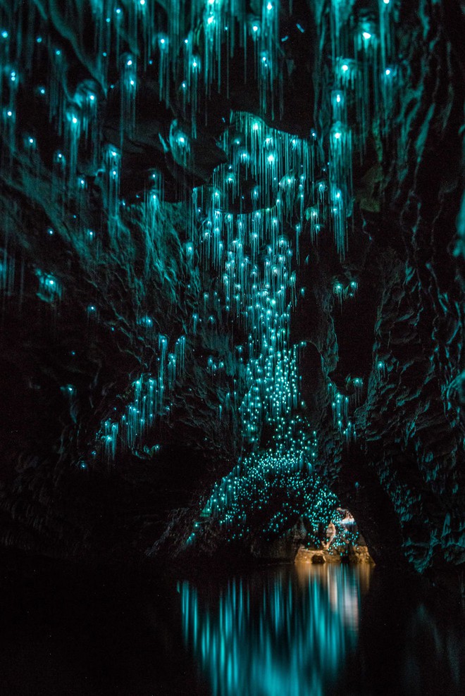 Có một hang đom đóm huyền ảo đẹp như cổ tích ở New Zealand - Ảnh 2.
