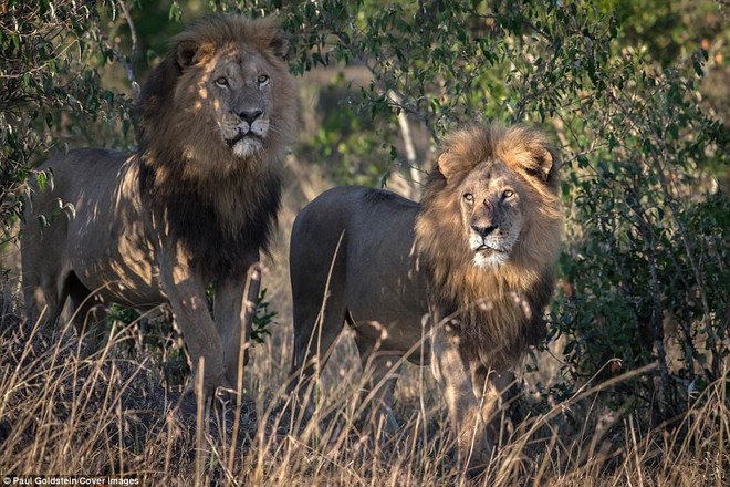 Chuyện tình 2 chú sư tử đồng tính ở Kenya: Thảo nguyên mát lành, anh làm em vui - Ảnh 1.