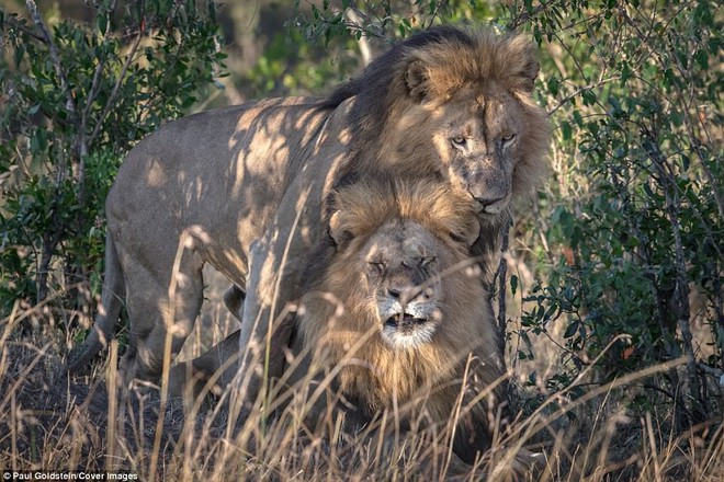 Chuyện tình 2 chú sư tử đồng tính ở Kenya: Thảo nguyên mát lành, anh làm em vui - Ảnh 2.