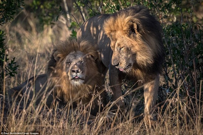 Chuyện tình 2 chú sư tử đồng tính ở Kenya: Thảo nguyên mát lành, anh làm em vui - Ảnh 4.