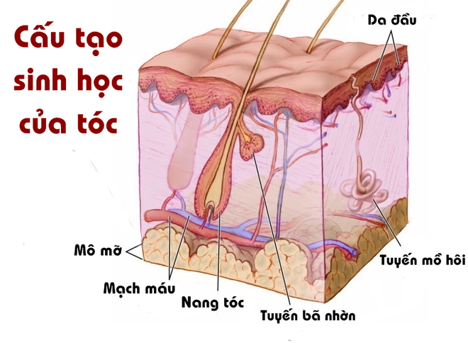 Hóa ra cận cảnh quy trình cấy tóc lại tỉ mỉ và rắc rối thế này - Ảnh 1.