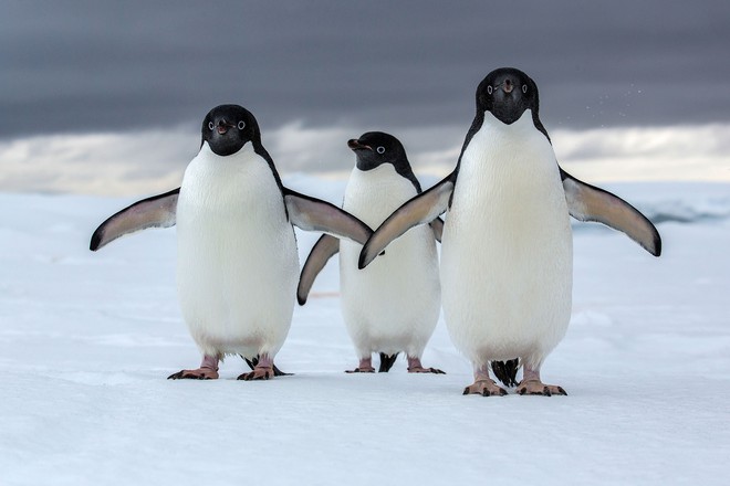 01-adelie-penguin-1503399739052.jpg